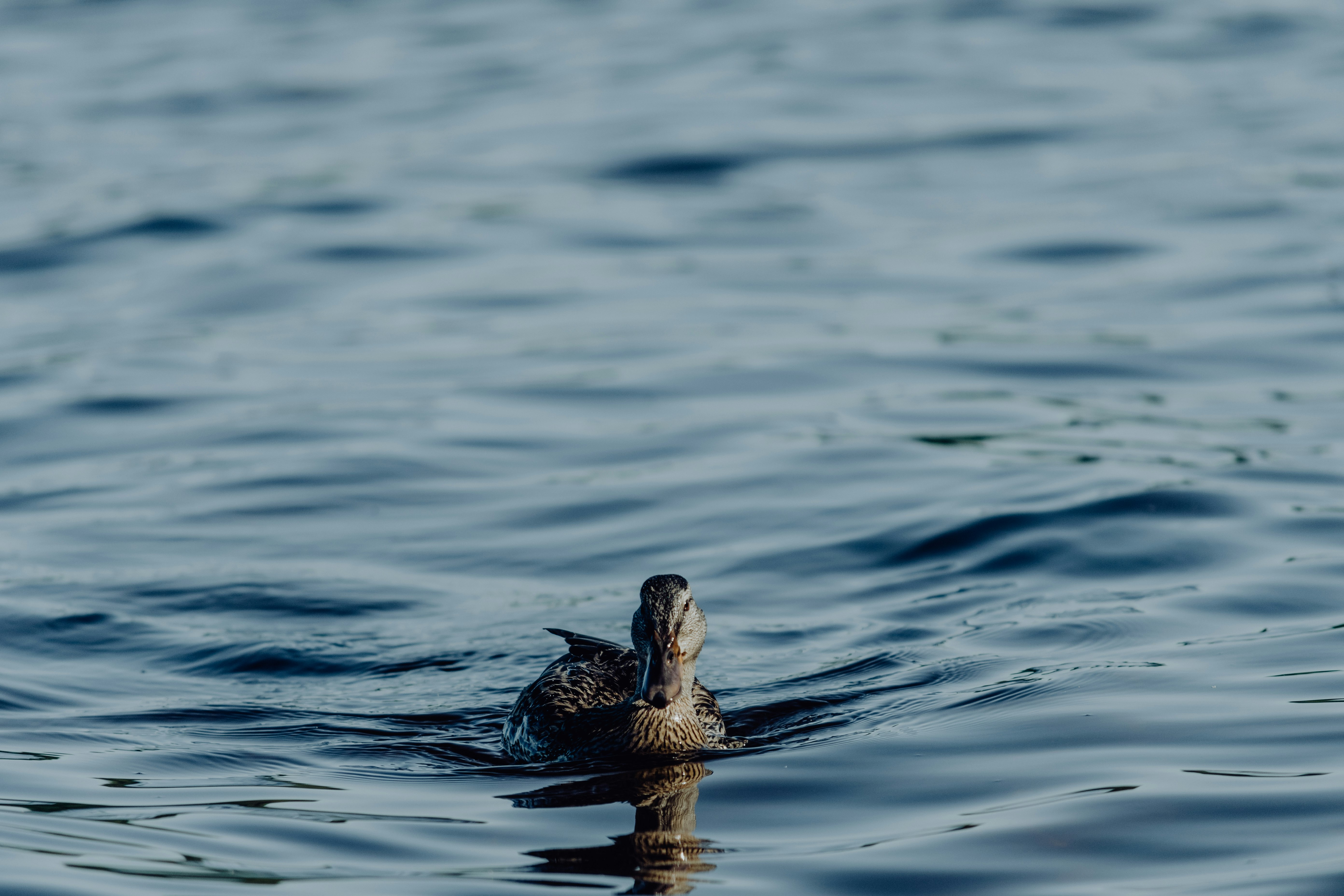 duck on water